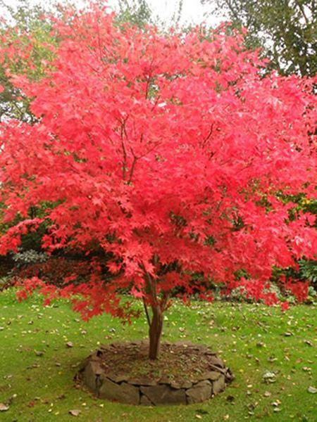 Acer palmatum Fireglow