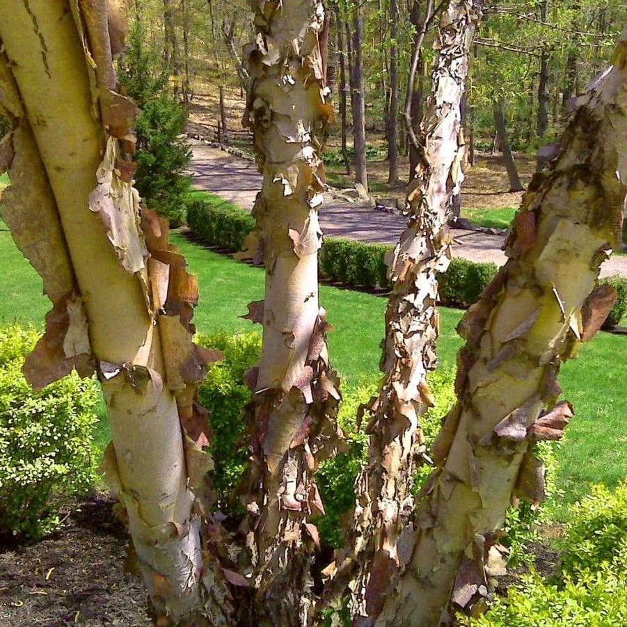 Betula nigra Heritage