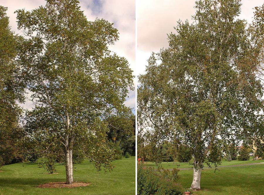 Betula papyrifera 