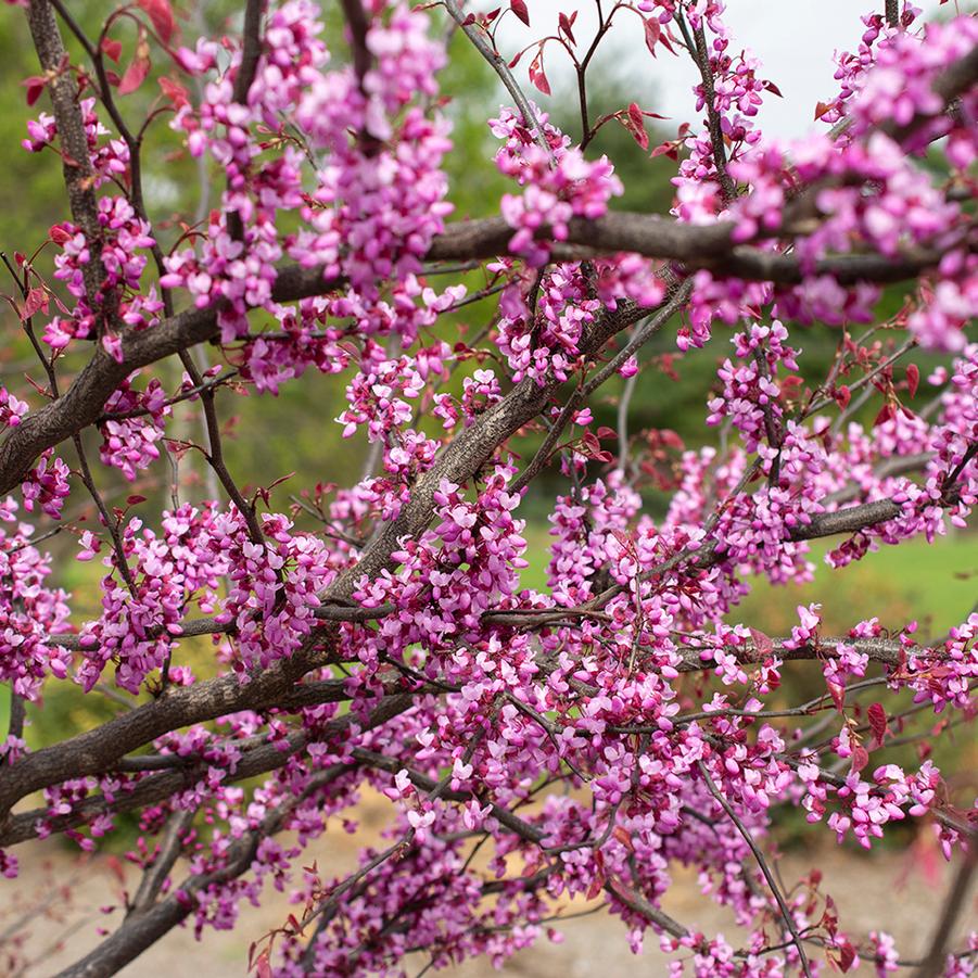 Cercis canadensis Carolina Sweetheart