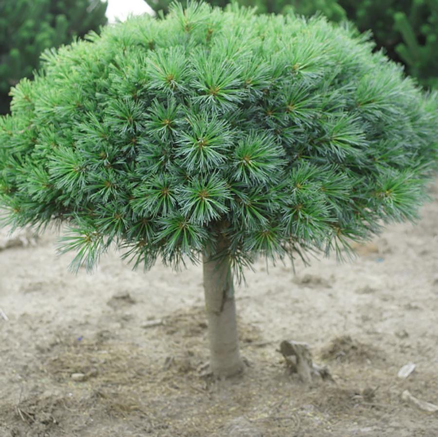 Pinus strobus Blue Shag