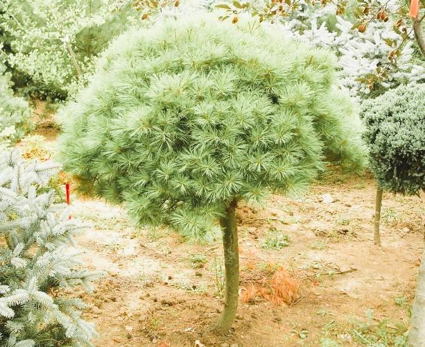 Pinus strobus Nana (Tree Form)