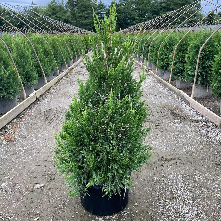 Juniperus chinensis Hetzii Columnaris