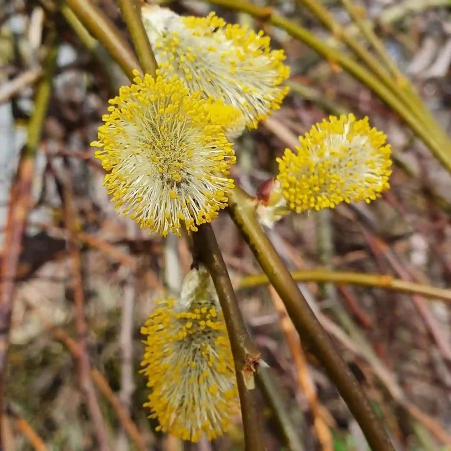 Salix caprea Pendula
