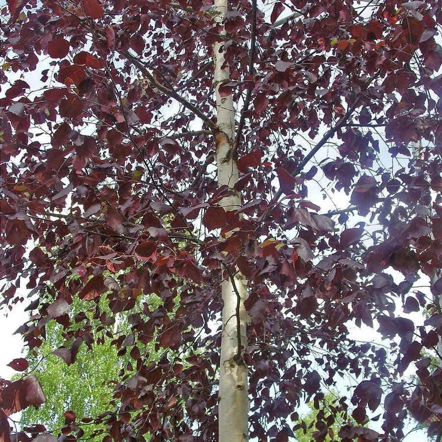 Betula populifolia Royal Frost 48