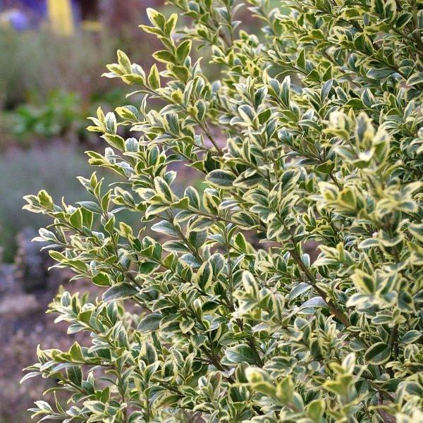 Buxus semp. Variegata