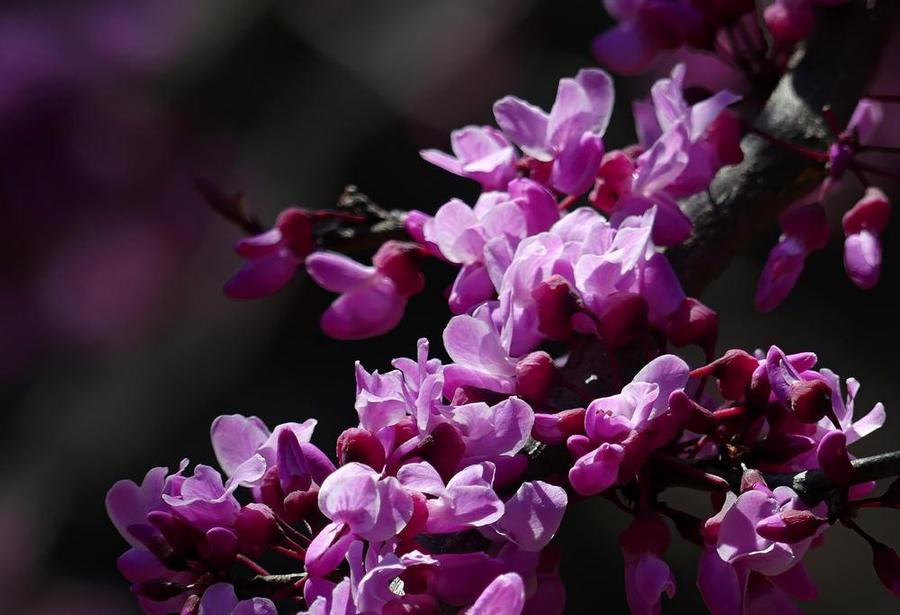 Cercis canadensis Black Pearl 48