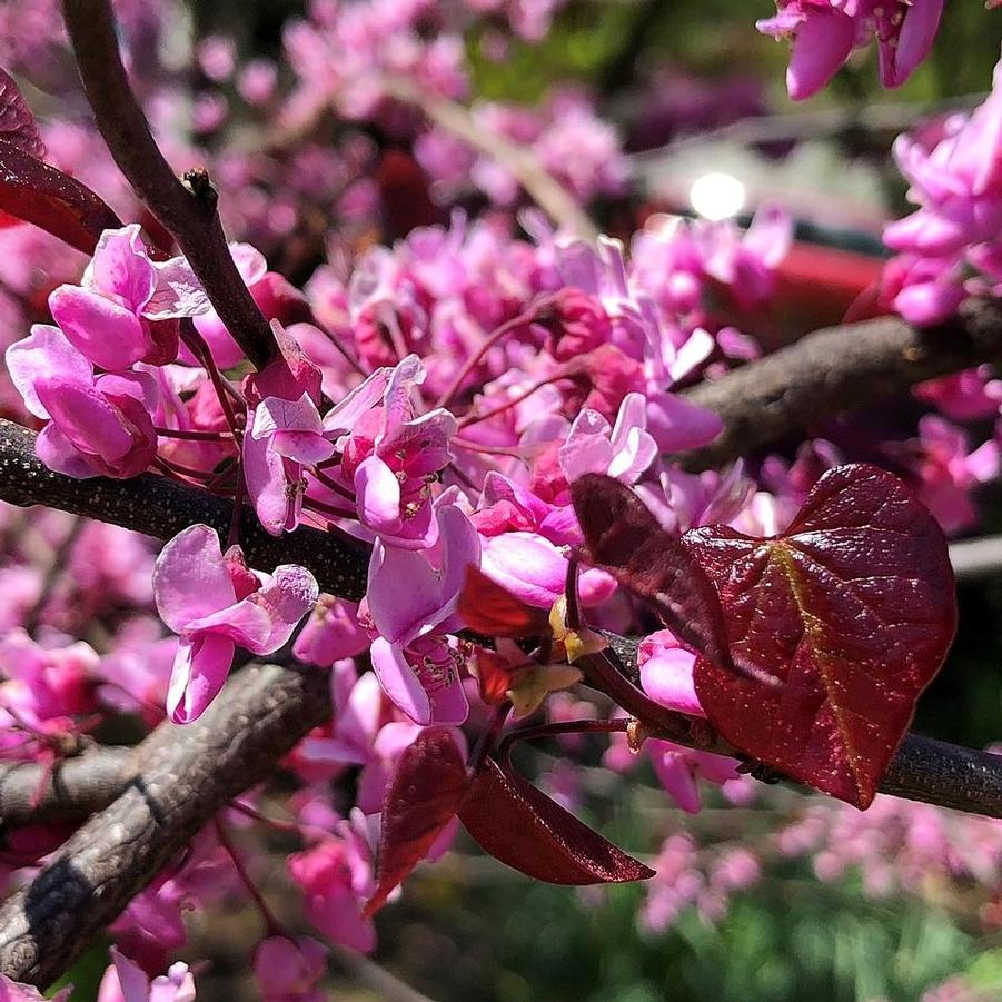 Cercis canadensis Forest Pansy (Tree Form)