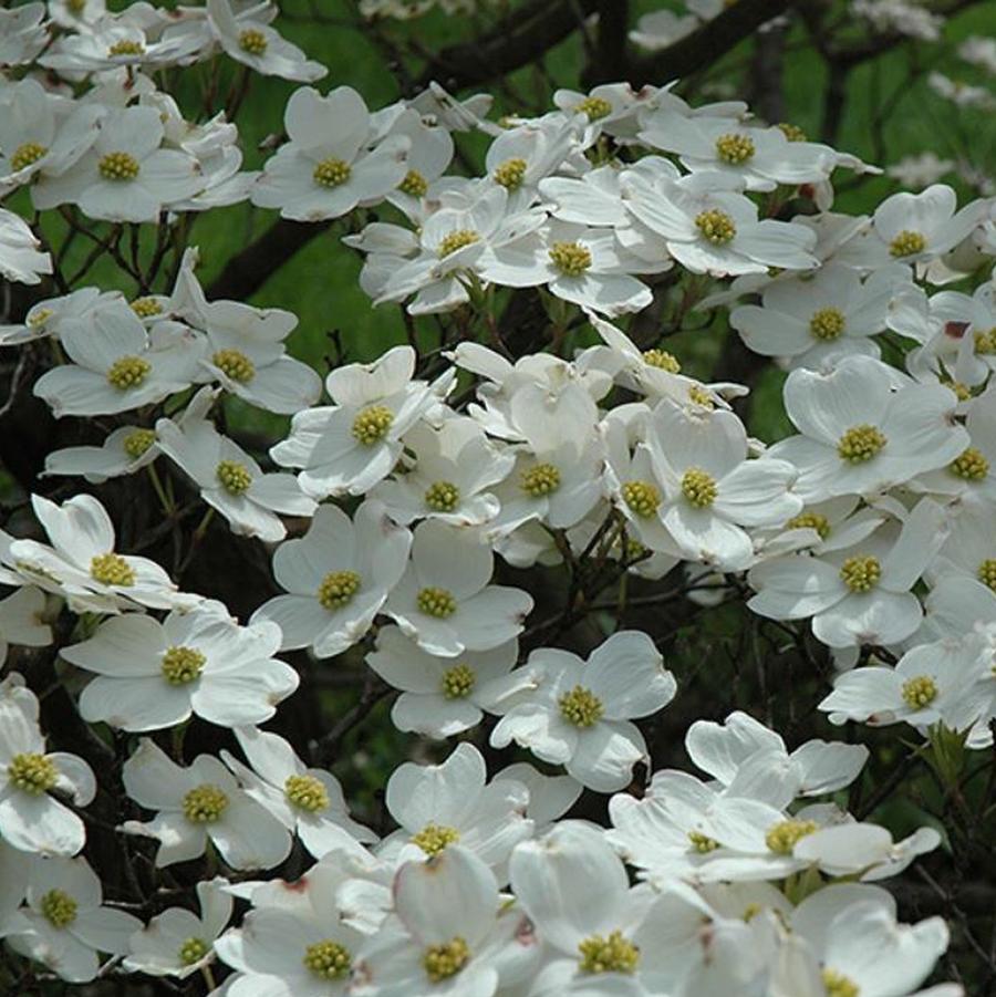 Cornus florida Cloud Nine