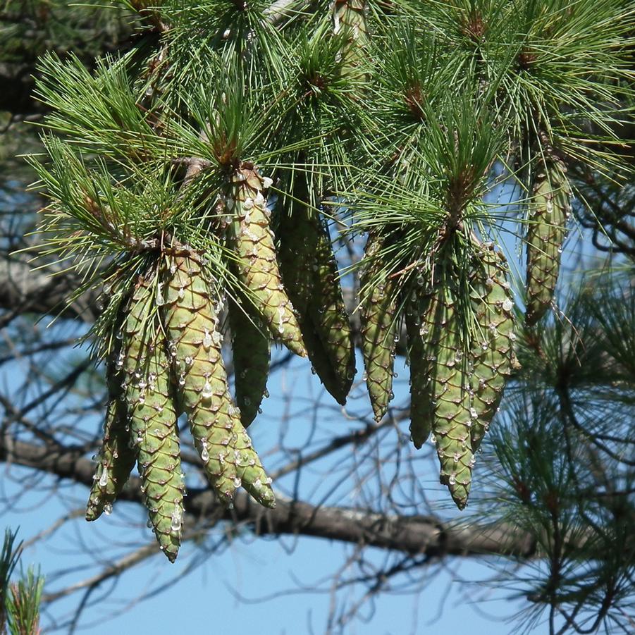 Pinus strobus Alba