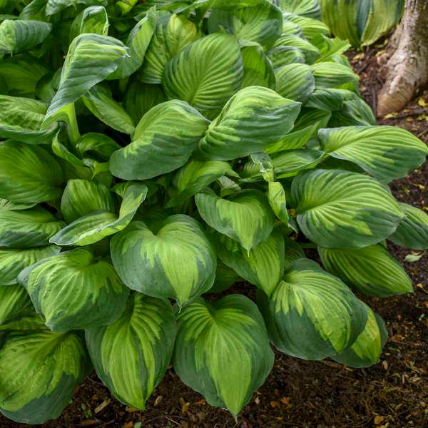 Hosta Captain Kirk
