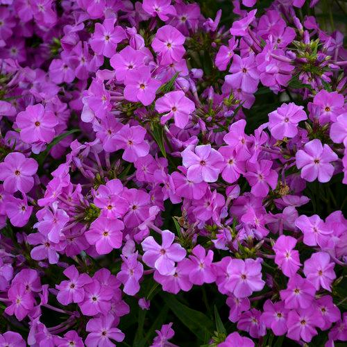 Phlox Opening Act Romance PP33101