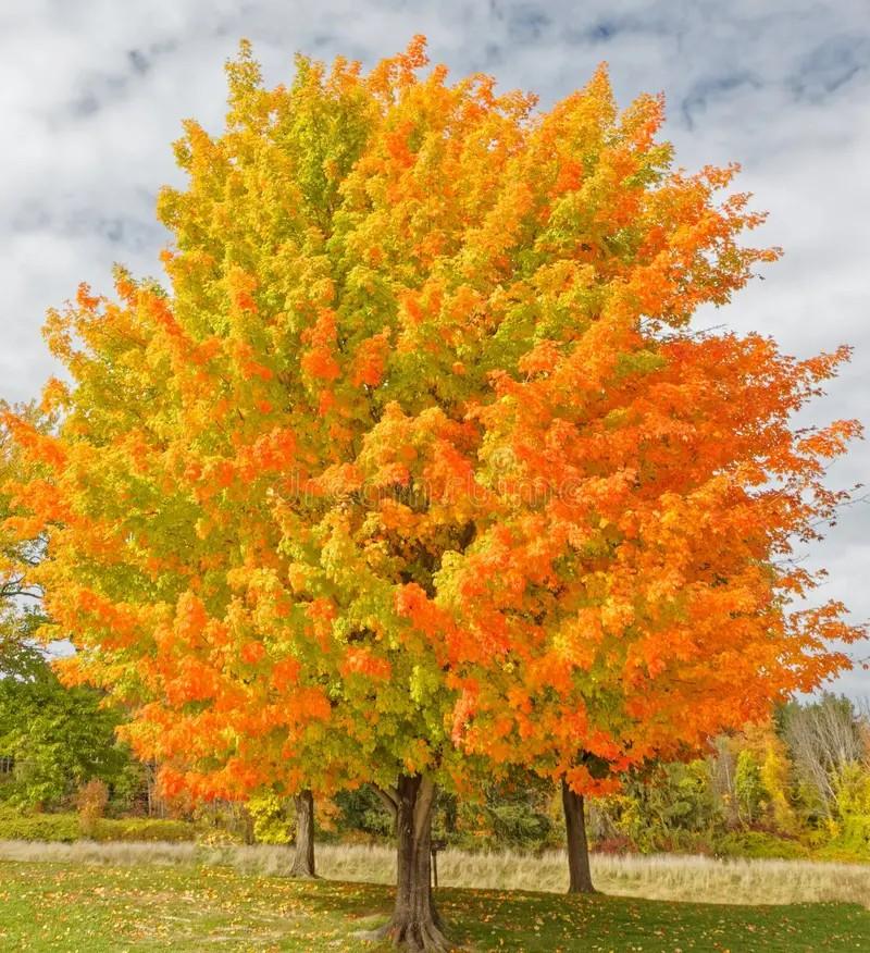 Acer saccharum 