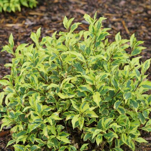 Weigela florida Bubbly Wine® PP35328