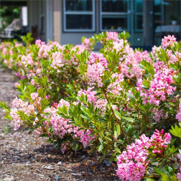 Rhododendron Bloombux® Magenta