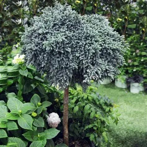 Juniperus squamata Blue Star (Tree Form)