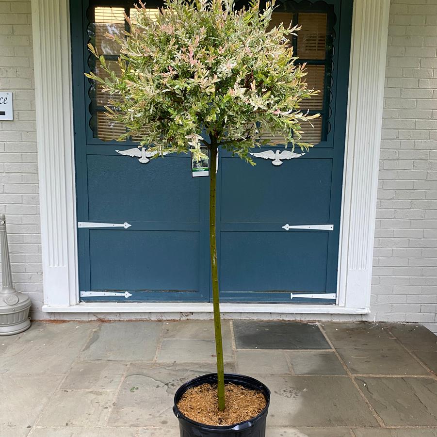 Salix integra Hakuro Nishiki(Tree Form)