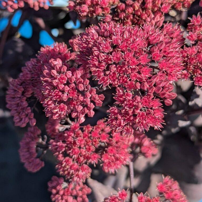 Sedum Puff Pastry™ Raspberry PP37145