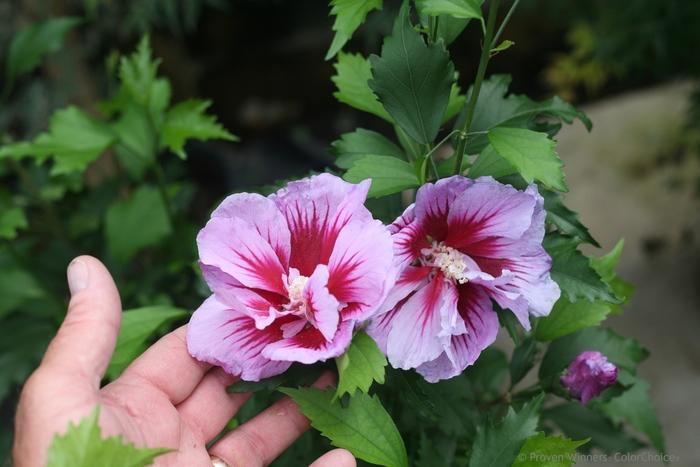 Hibiscus syriacus Purple Pillar® PP25568