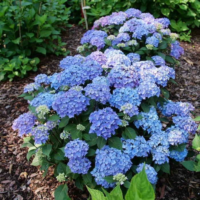 Hydrangea macrophylla Let's Dance Lovable® PP35317