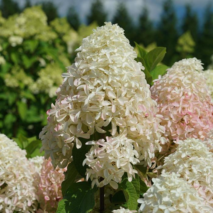 Hydrangea paniculata Quick Fire Fab® PP32513