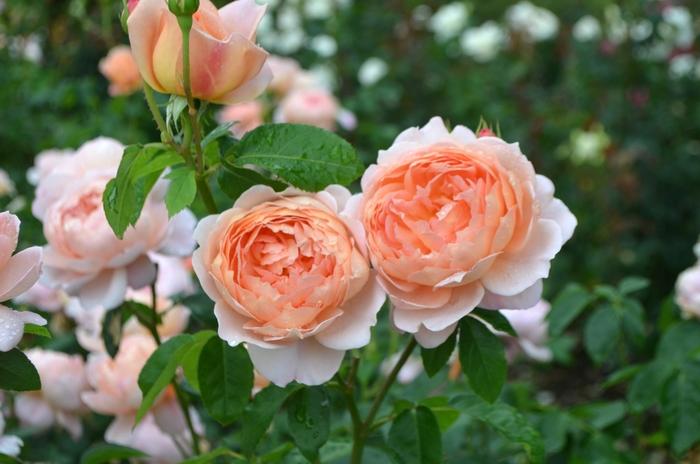 Rosa David Austin Carding Mill™