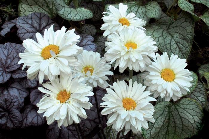 Leucanthemum x superbum Victorian Secret