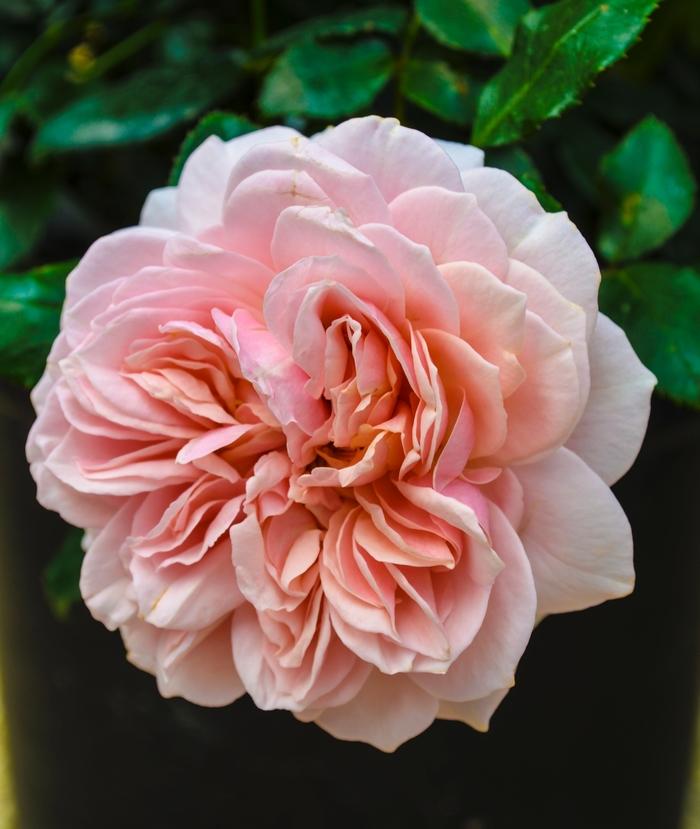 Rosa Mini Tree 24 Cream Veranda® PP21198