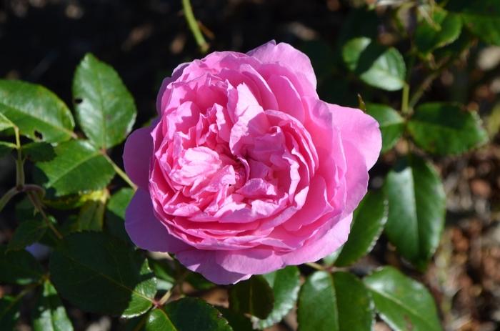 Rosa Floribunda Orchid Romance™ PP23582