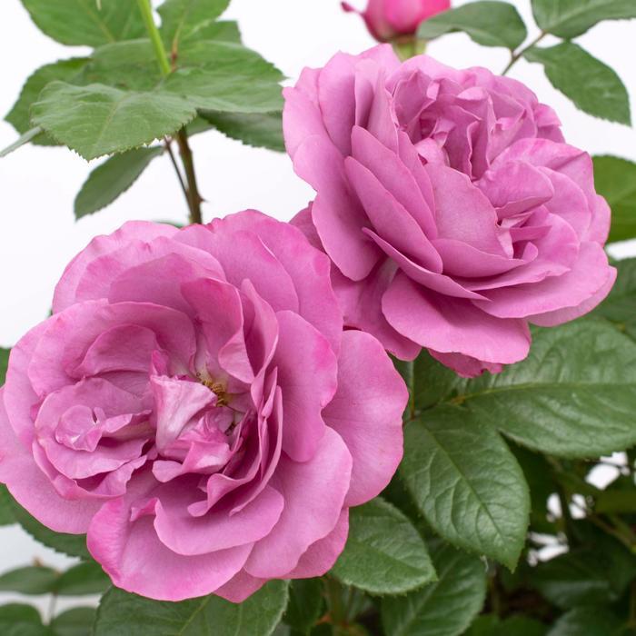 Rosa Floribunda Sunbelt® Plum Perfect PP22691
