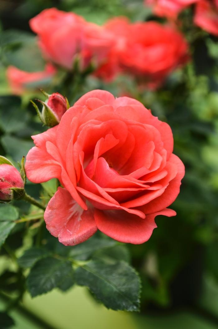 Rosa Groundcover Coral Drift® PP19148