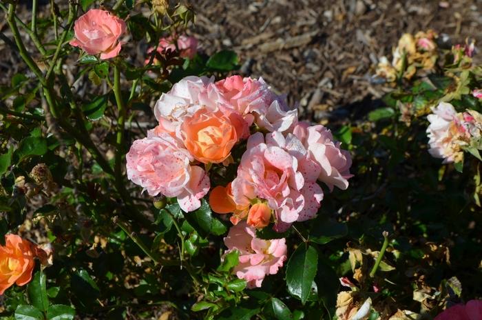 Rosa Groundcover Peach Drift® PP18542