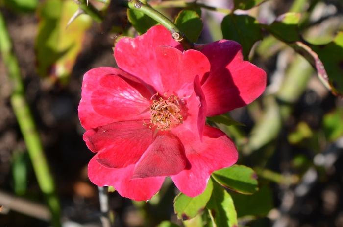 Rosa Groundcover Pink Drift® PP18874