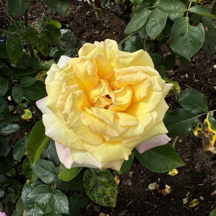 Rosa Hybrid Tea Peace