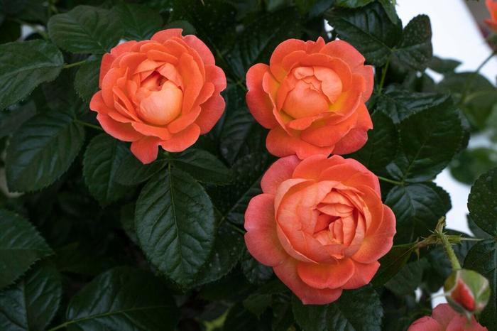 Rosa Shrub Orange Glow™ Knock Out® PP35826