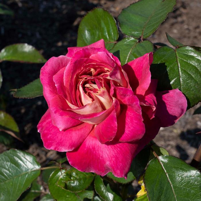 Rosa Hybrid Tea Cherries & Champagne™