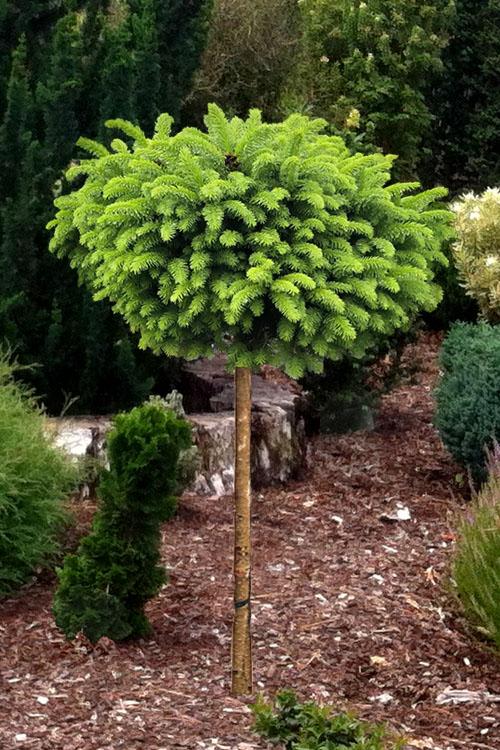 Picea abies Little Gem