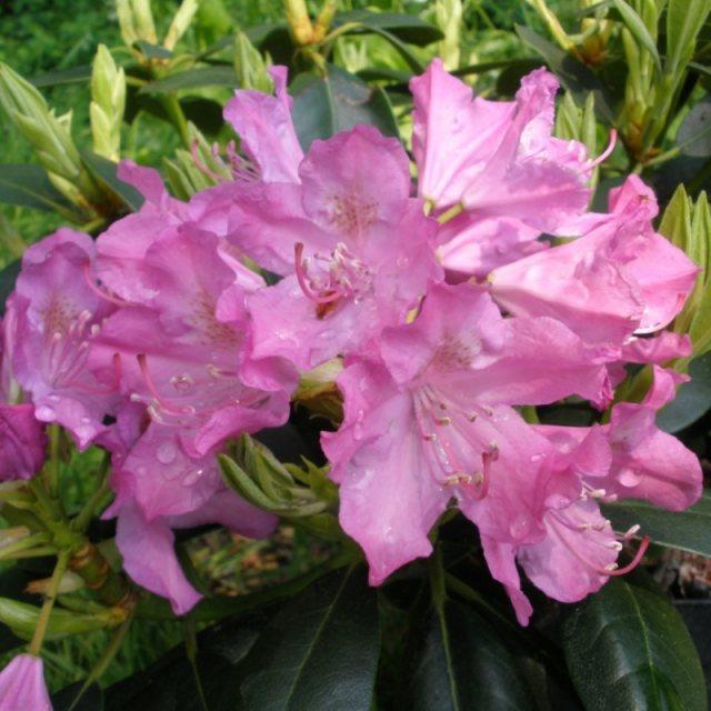 Rhododendron catawbiense English Roseum