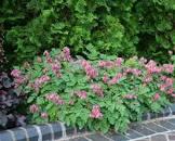 Dicentra Luxuriant