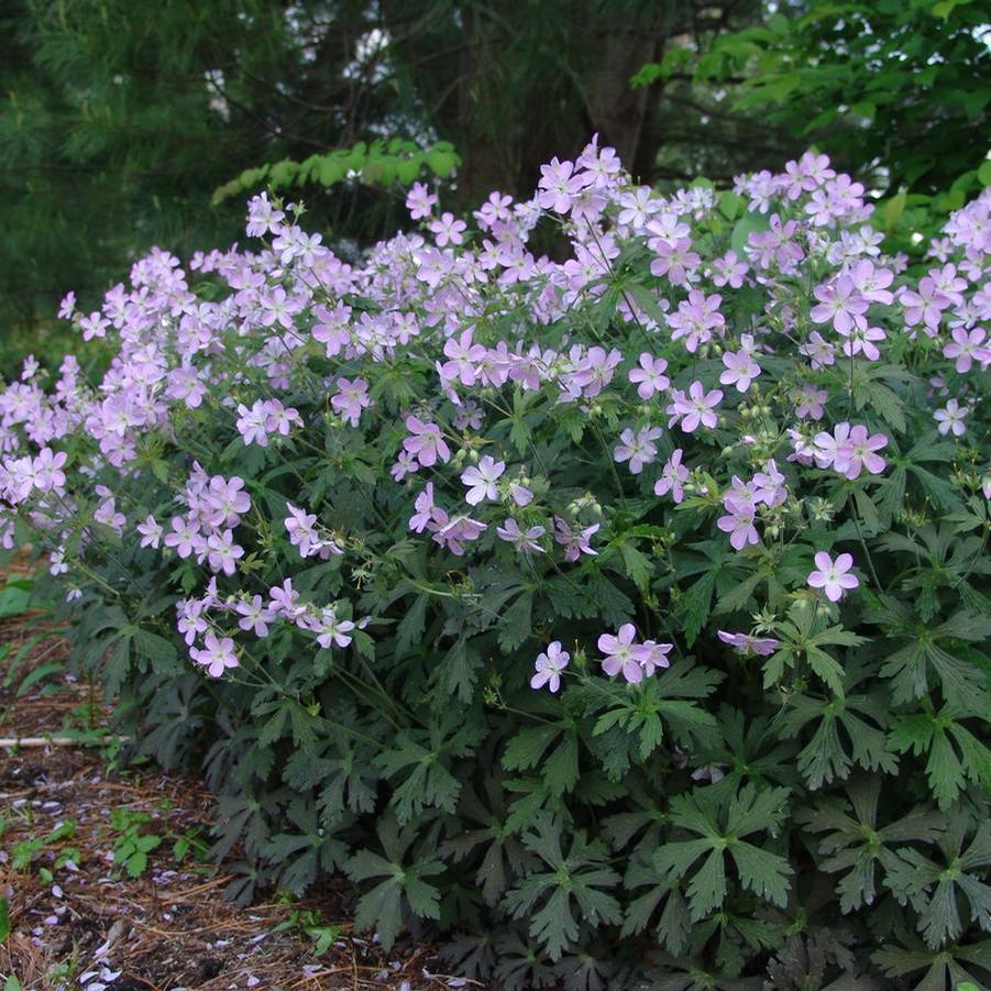 Geranium maculatum Espresso