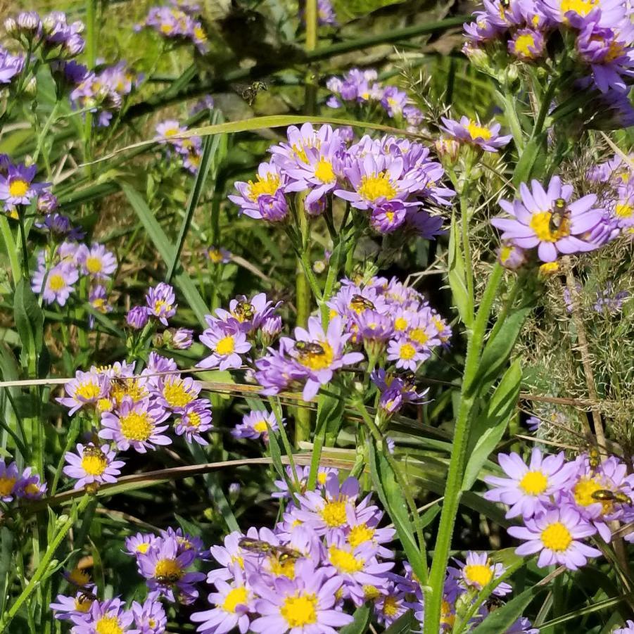 Aster Jindai