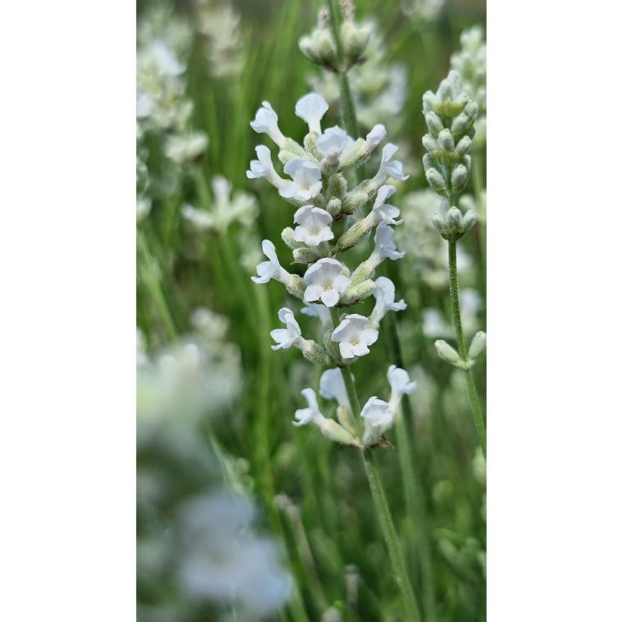 Lavandula angustifolia Big Time White