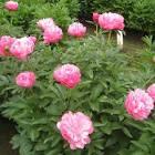 Paeonia lacttiflora Joker