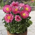 Paeonia lacttiflora Athens (Patio)