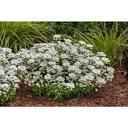 Iberis semp. White Shadow