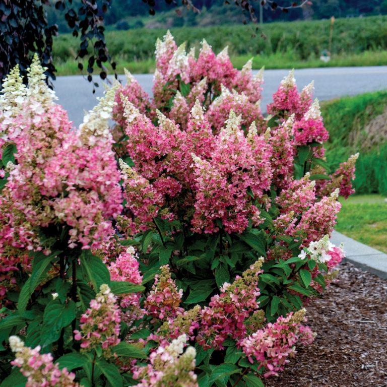 Hydrangea paniculata Candelabra® PP27472