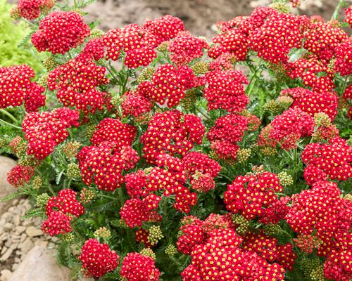 Achillea millefolium Sea Breeze™ Red