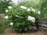 Paeonia Cora Louise