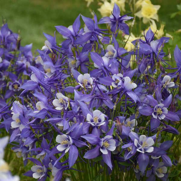 Aquilegia Kirigami&trade; KIRIGAMI™ Light Blue & White