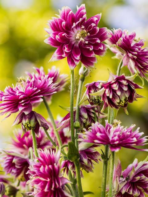 Aquilegia Nora Barlow